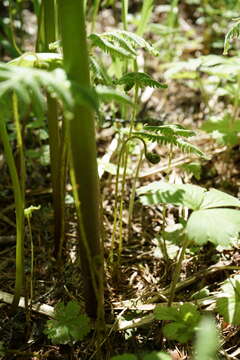 Aconitum septentrionale subsp. rubicundum (Fisch.) V. N. Voroschilov的圖片