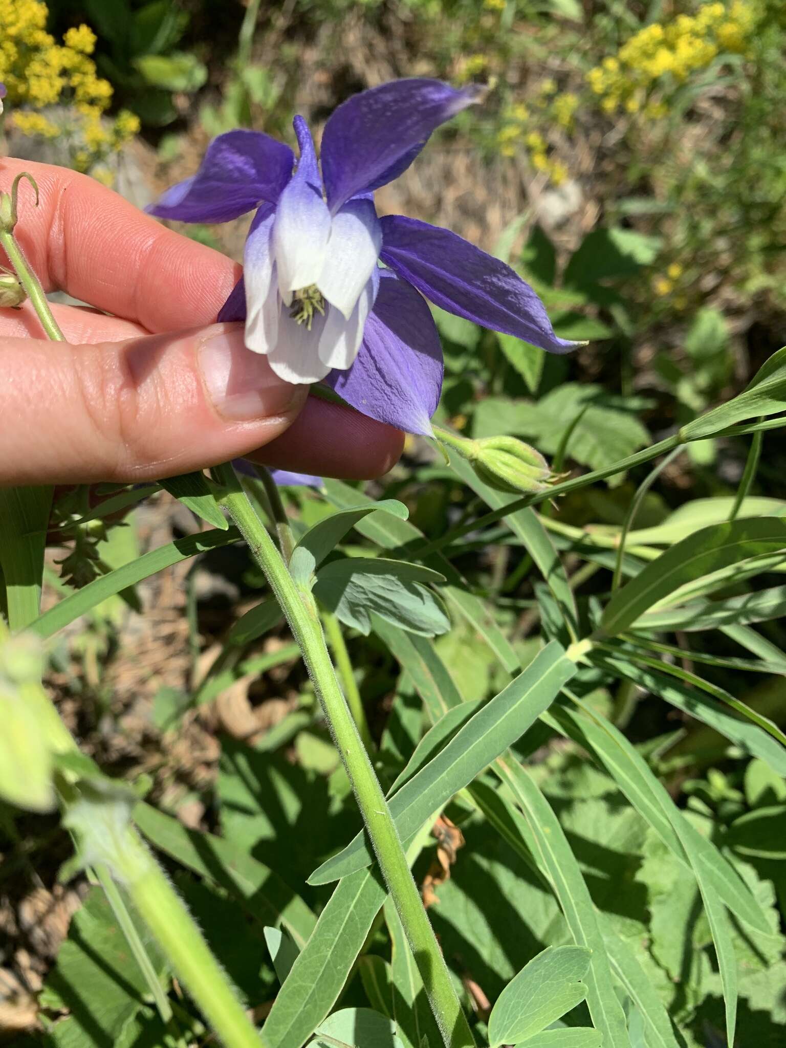 青莲耧斗菜的圖片