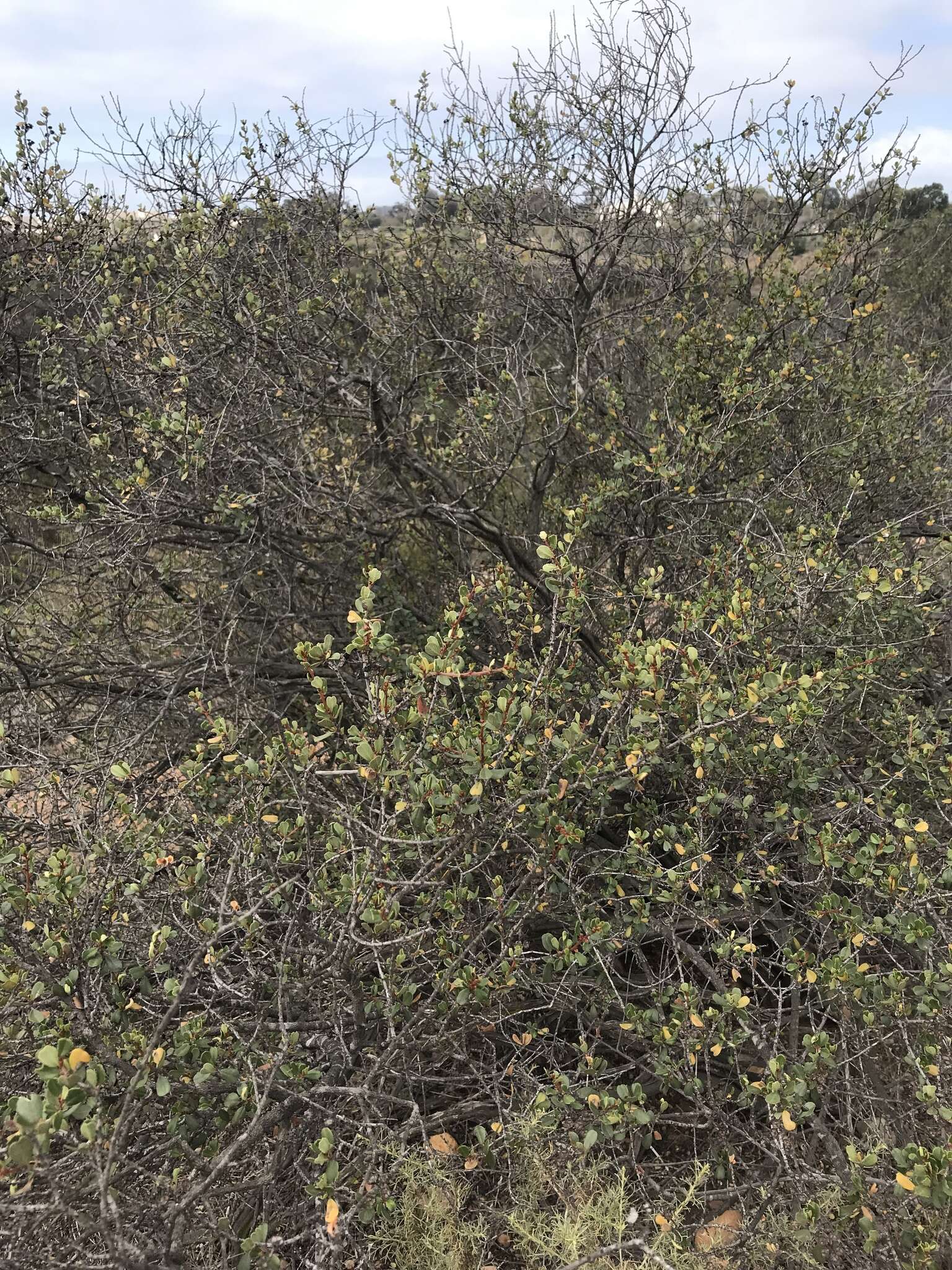 Image of barranca brush