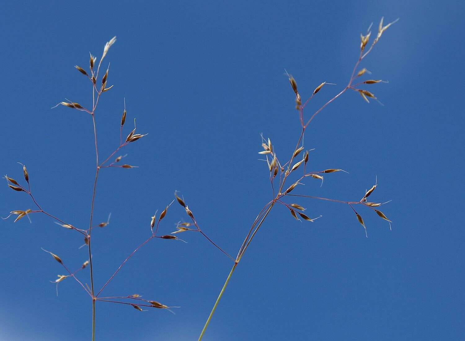 Imagem de Agrostis rupestris All.