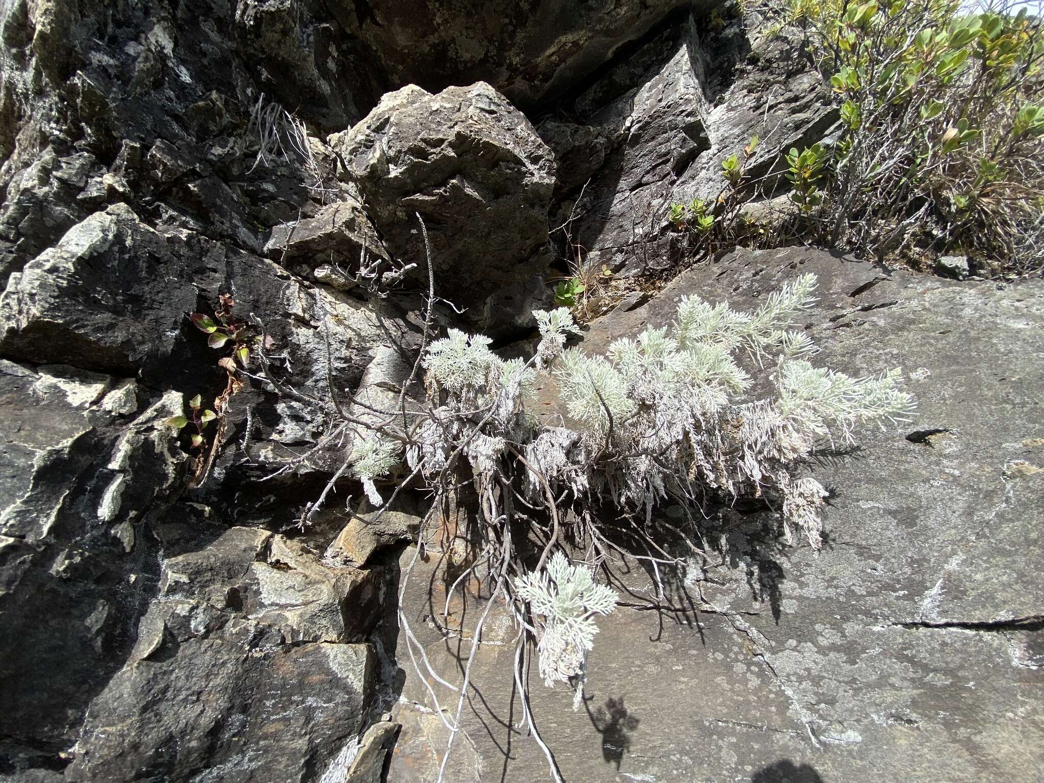 Imagem de Artemisia mauiensis (A. Gray) Skottsberg