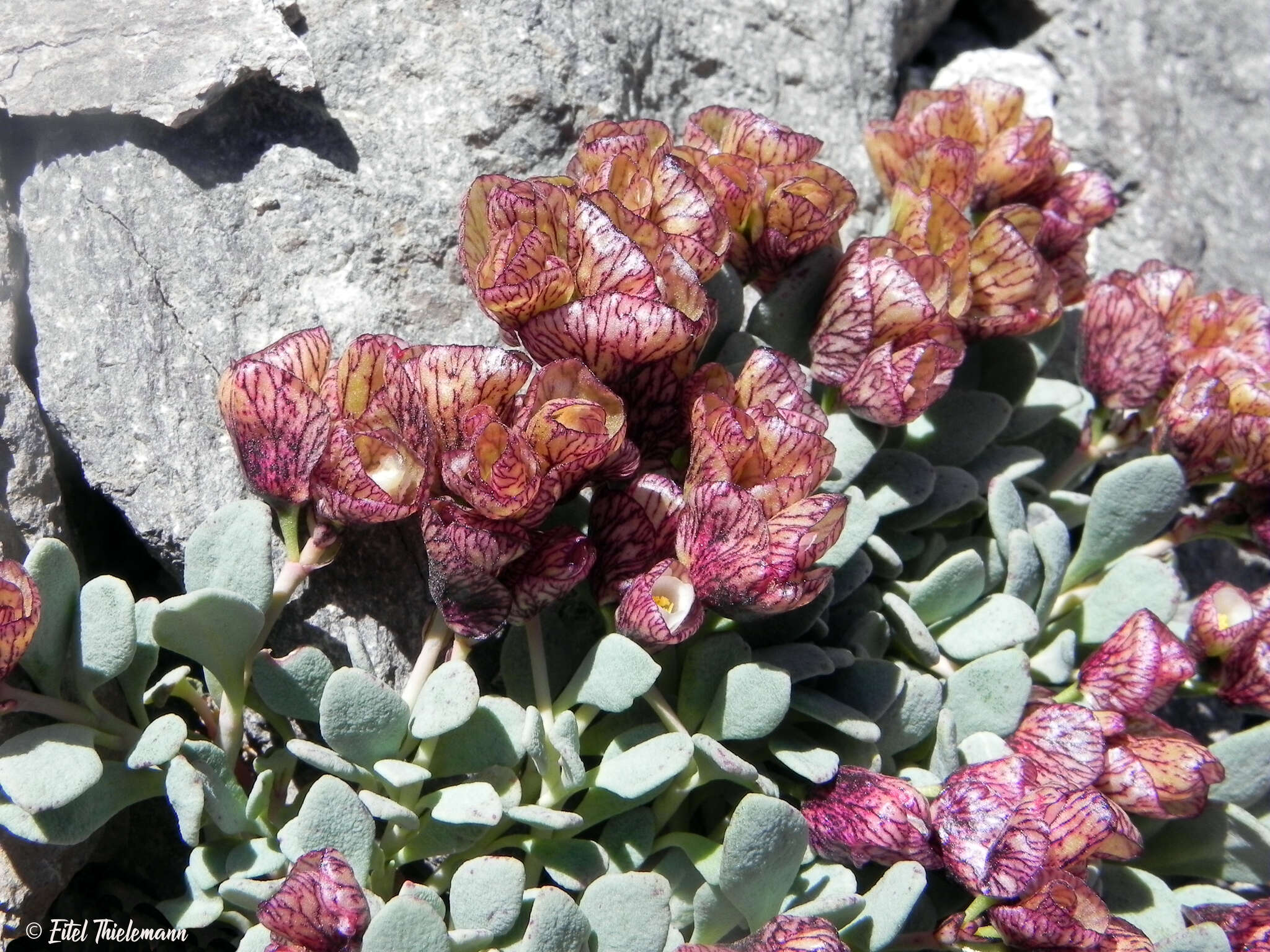 Cistanthe frigida (Barnéoud) I. Peralta resmi