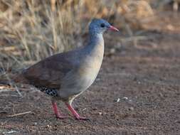 Image of Small-billed Tinamou