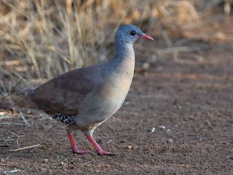 Image of Small-billed Tinamou