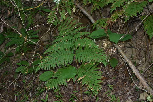 Image of Pteridium aquilinum subsp. aquilinum