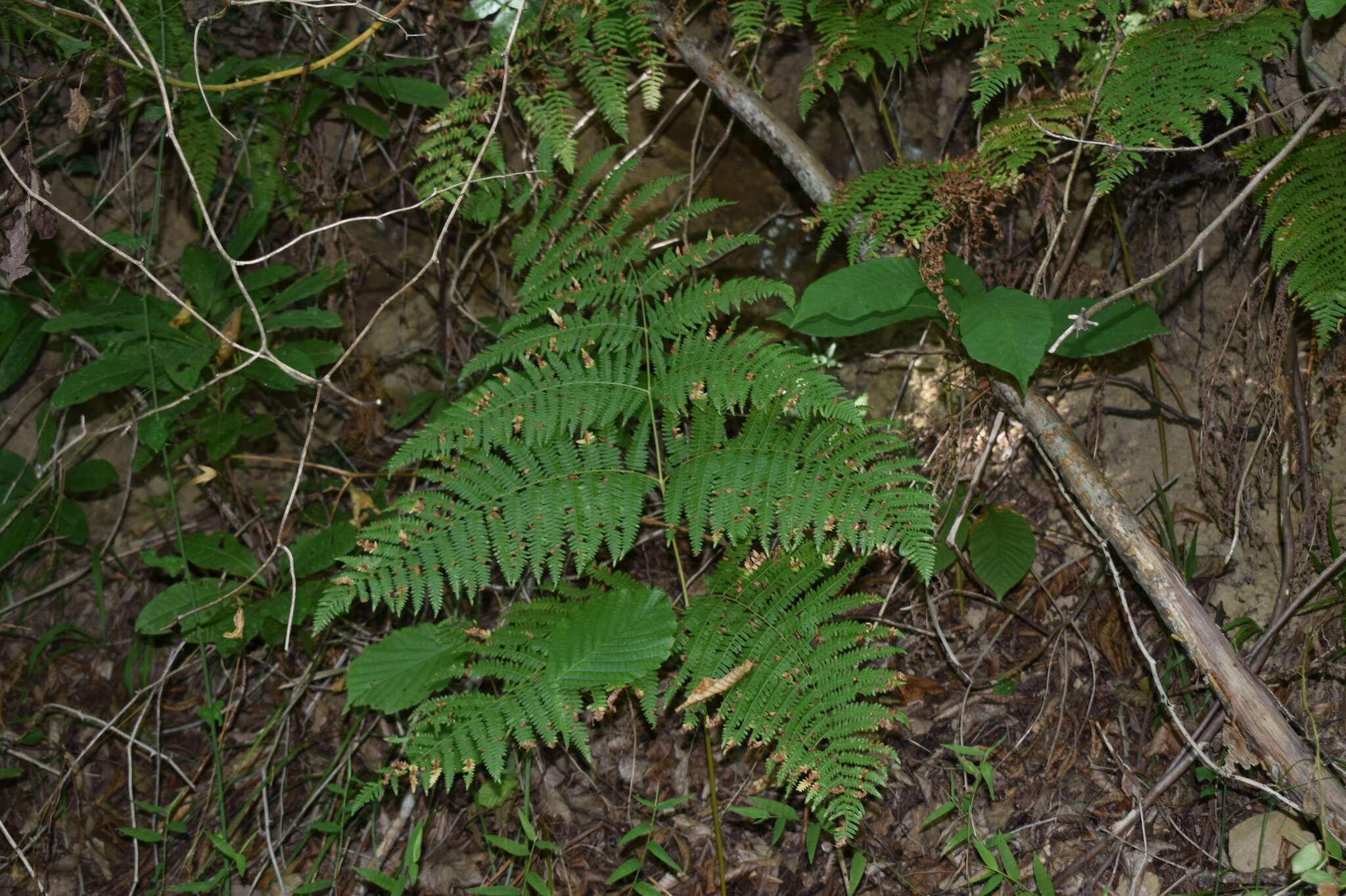 Image of Pteridium aquilinum subsp. aquilinum