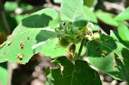 Image of Solanum hirtum Vahl