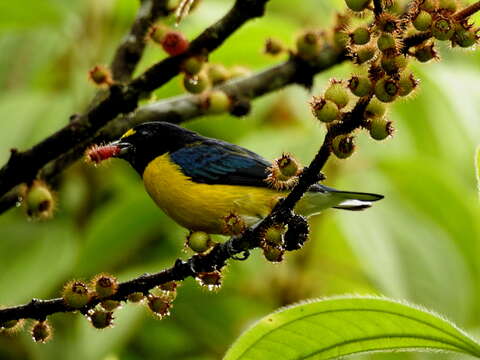 Euphonia minuta Cabanis 1849的圖片