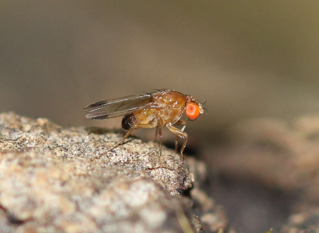 Image of Cherry drosophila