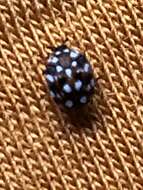 Image of Furniture Carpet Beetle