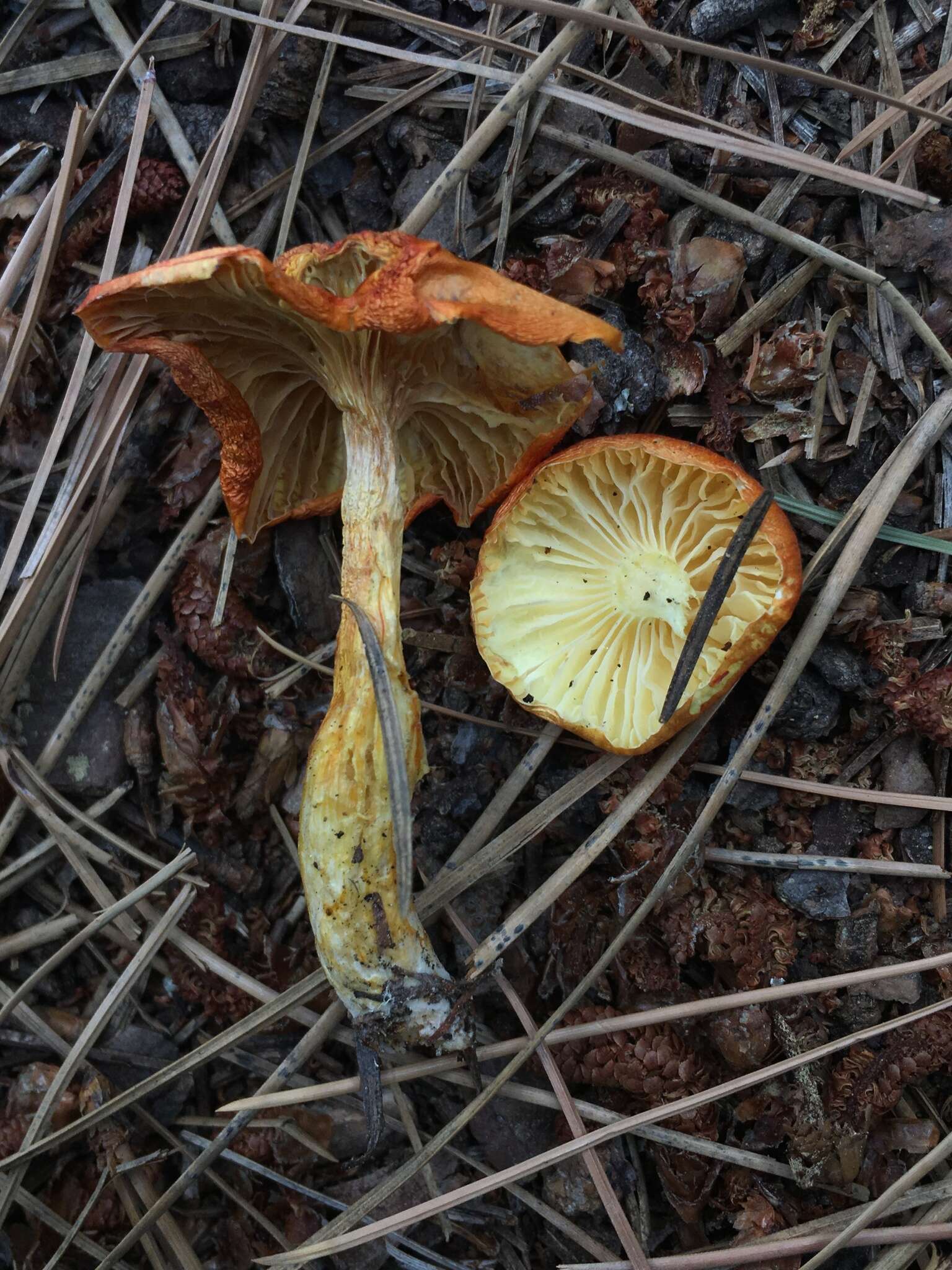 Image of Hygrophorus siccipes A. H. Sm. & Hesler 1954