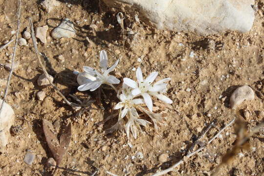 صورة Colchicum tuviae Feinbrun