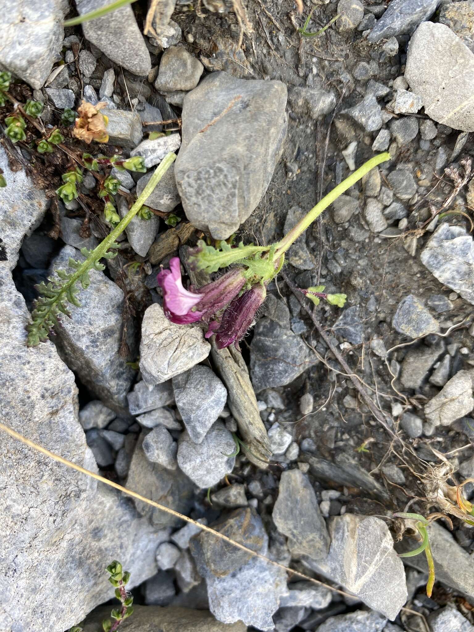 Image de Pedicularis asplenifolia Floerke ex Willd.