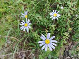 Imagem de Felicia aethiopica subsp. ecklonis (Lees.) Grau