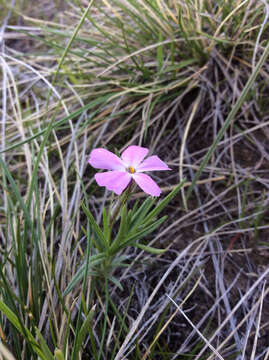 Image of longleaf phlox