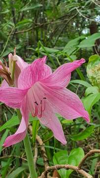 صورة Hippeastrum reticulatum (L'Hér.) Herb.