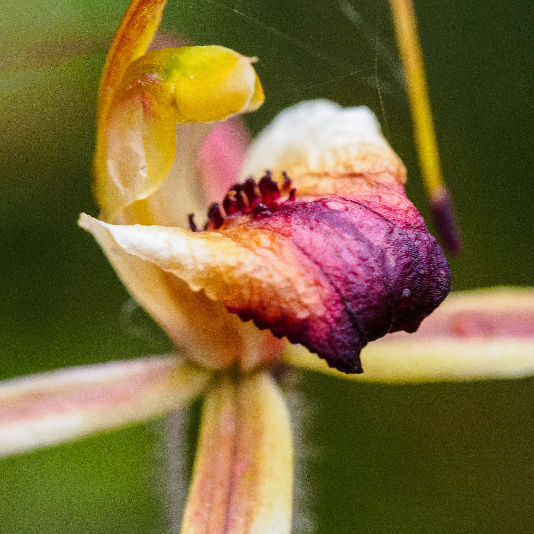 Image of Plain-lip spider orchid