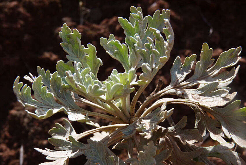 Imagem de Artemisia gorgonum Webb