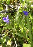 Image of One-Flower Fringed-Gentian