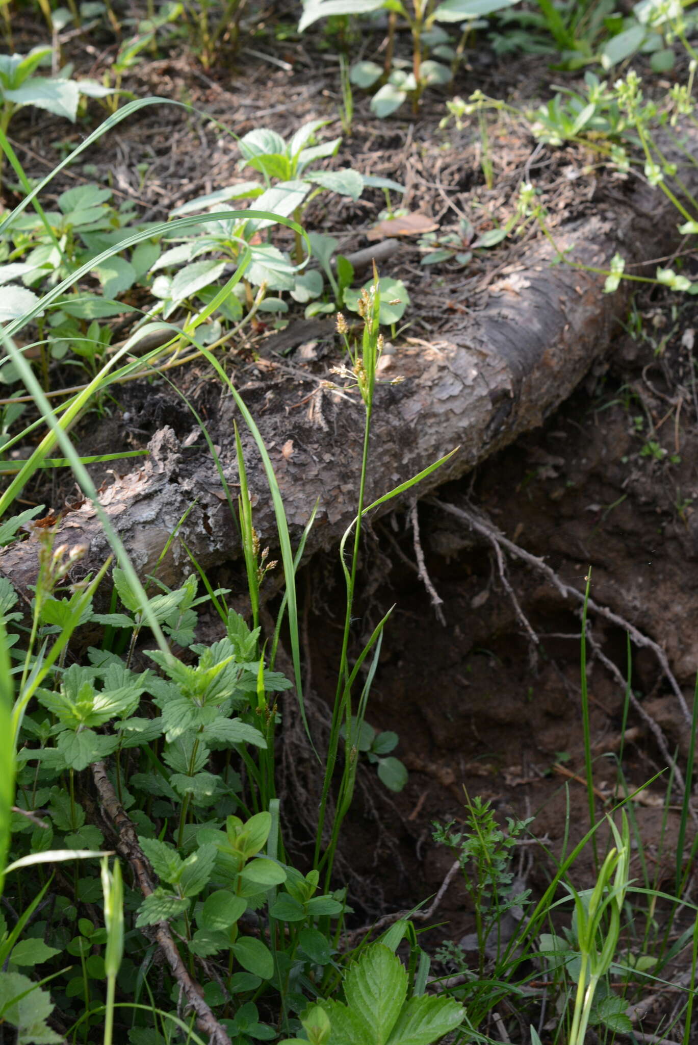 Image de Luzula pallescens Sw.