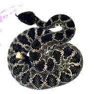 Crotalus oreganus helleri Meek 1905 resmi