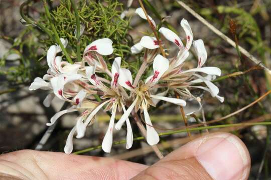 Image of Pelargonium viciifolium L'Her.