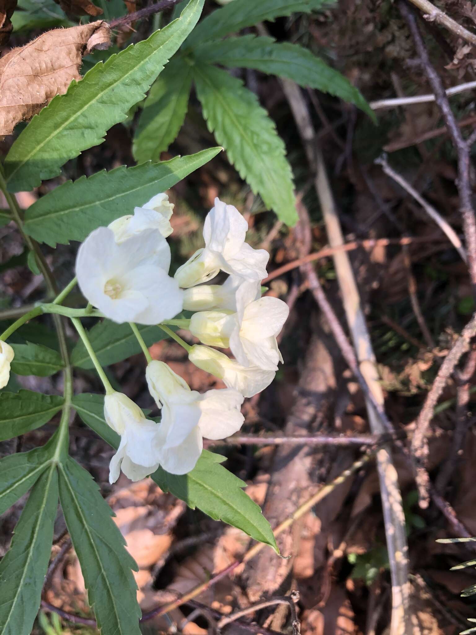 Image of Pinnate Coralroot