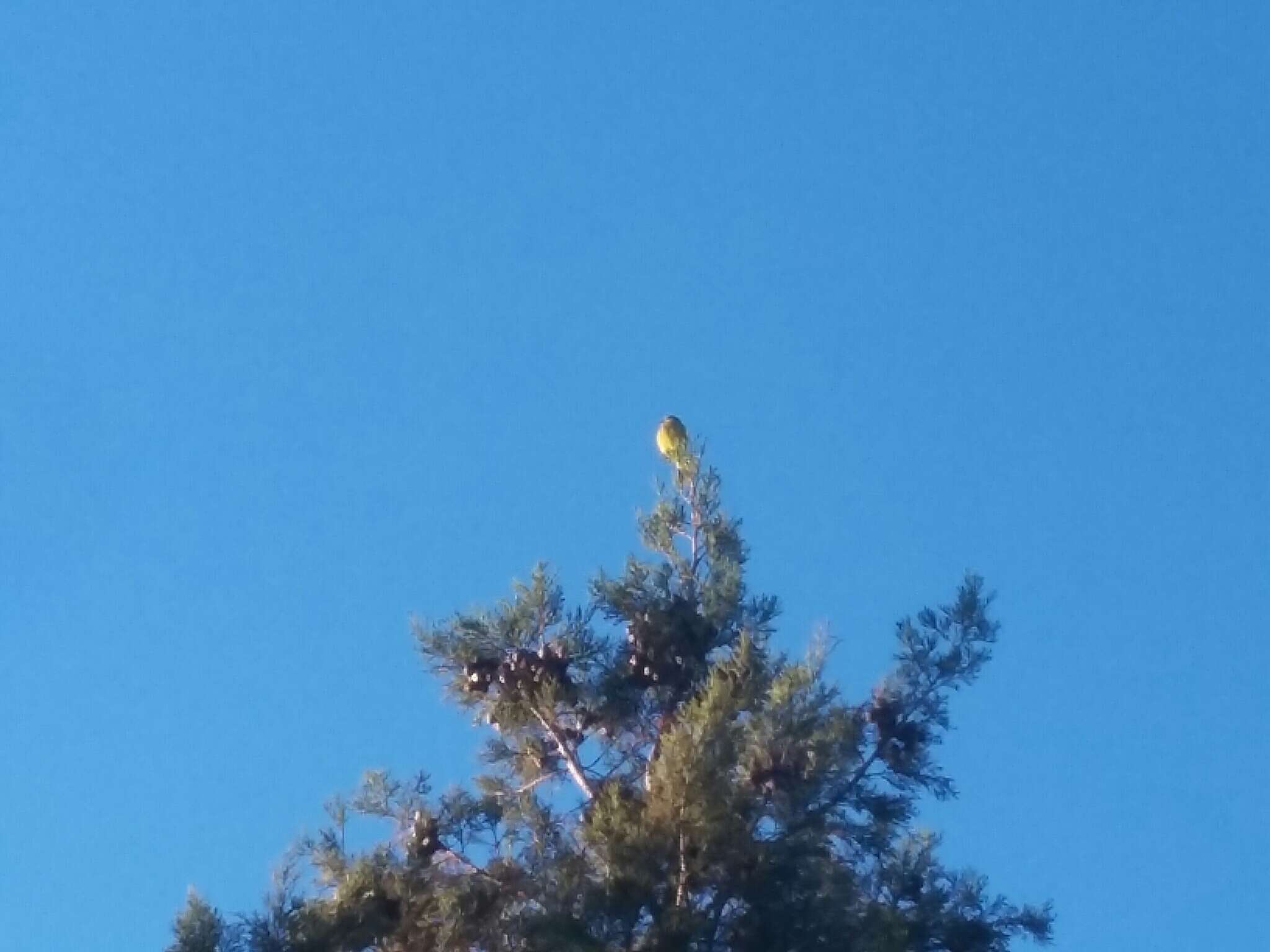 Image of Cape Canary