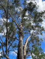 Image of Eucalyptus woollsiana F. Müll. ex R. T. Baker