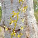 Imagem de Dipodium hamiltonianum F. M. Bailey