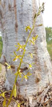 Imagem de Dipodium hamiltonianum F. M. Bailey