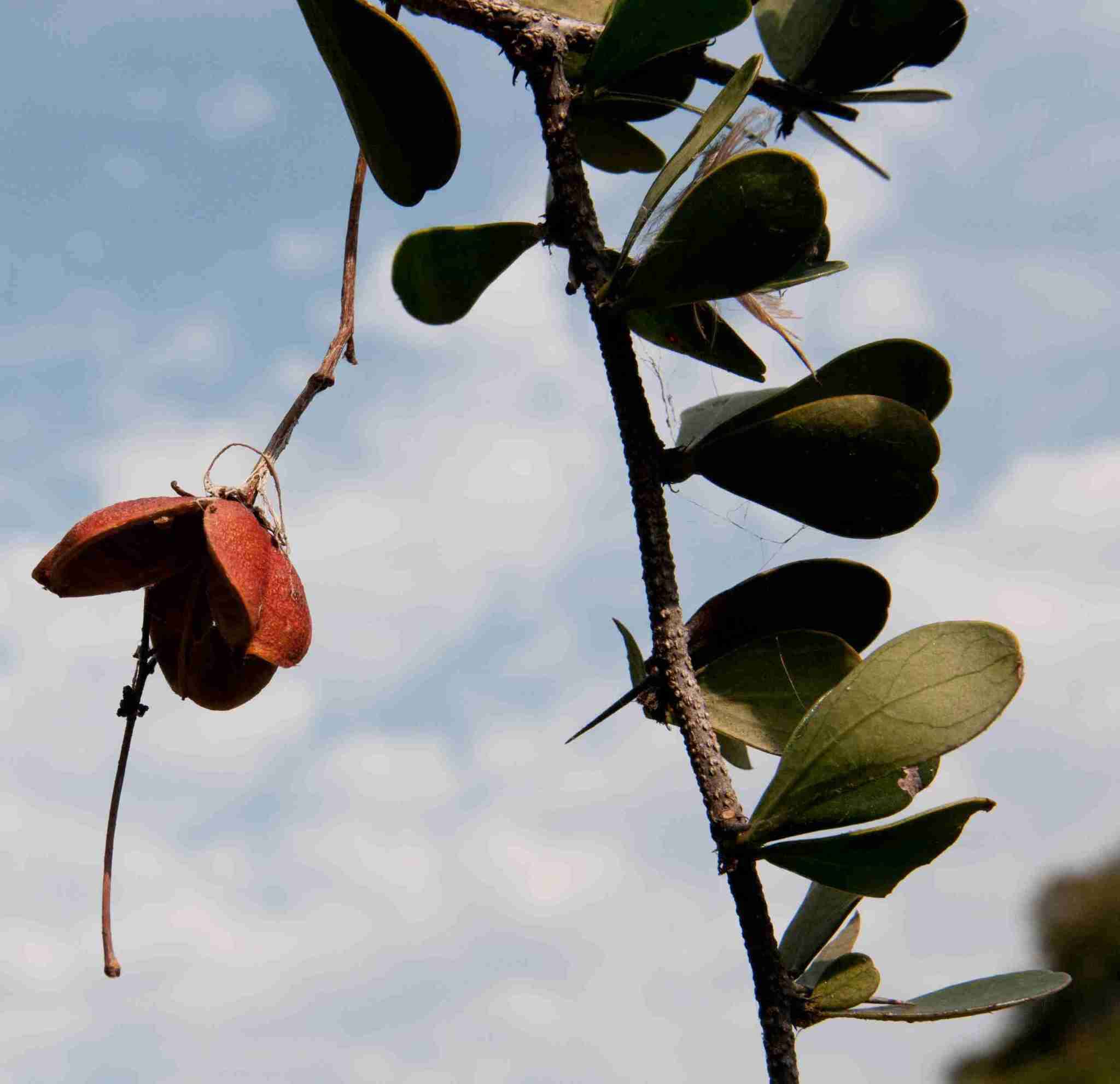 Image of Putterlickia neglecta Jordaan, R. G. C. Boon & A. E. van Wyk