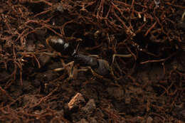 Imagem de <i>Ectomomyrmex javanus</i>