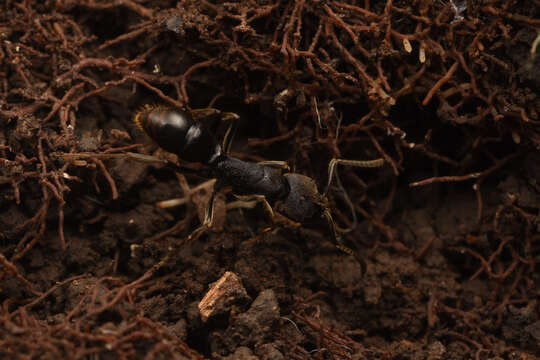 Image of <i>Ectomomyrmex javanus</i>