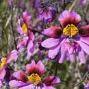 Image of Schizanthus carlomunozii var. dilutimaculatus V. Morales & Muñoz-Schick