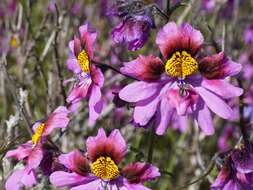 Image of Schizanthus carlomunozii var. dilutimaculatus V. Morales & Muñoz-Schick