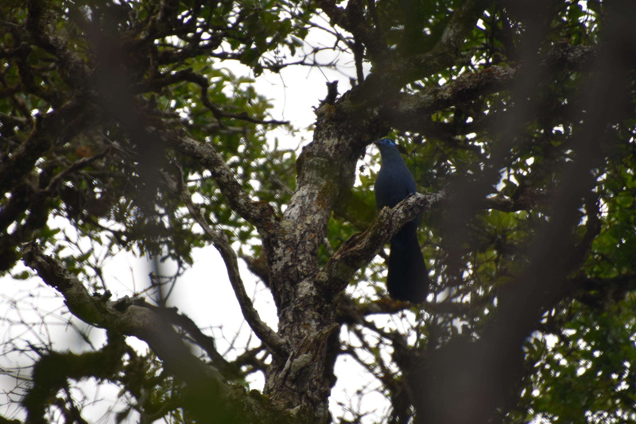 Image of Blue Coua