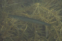 Image of Australian barracuda