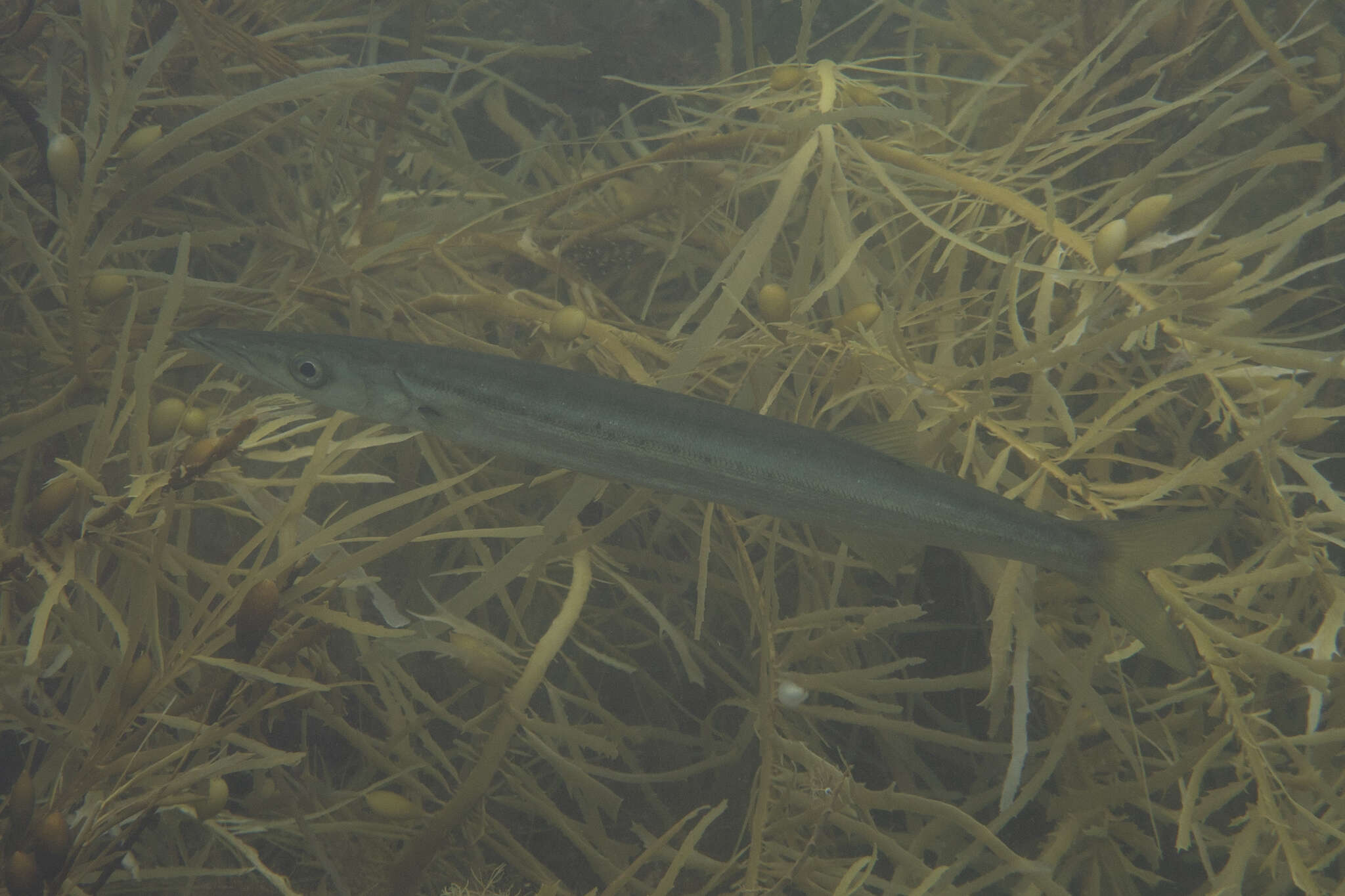 Image of Australian barracuda