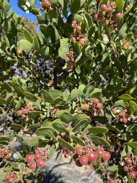 Image of Monterey manzanita