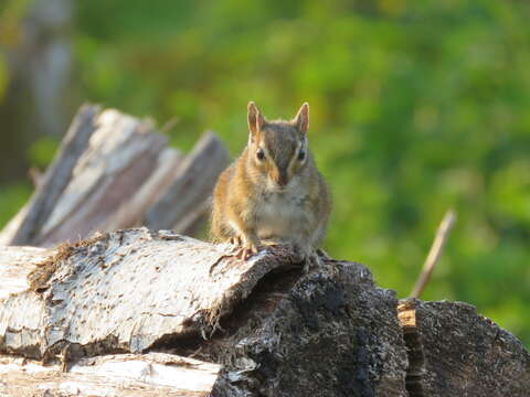 Image of Townsend’s Chipmunk