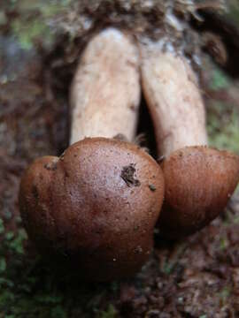 Image de Tricholoma transmutans (Peck) Sacc. 1887