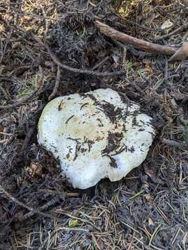 Image of Agaricus moronii Kerrigan 2016