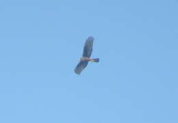 Image of Long-winged Harrier