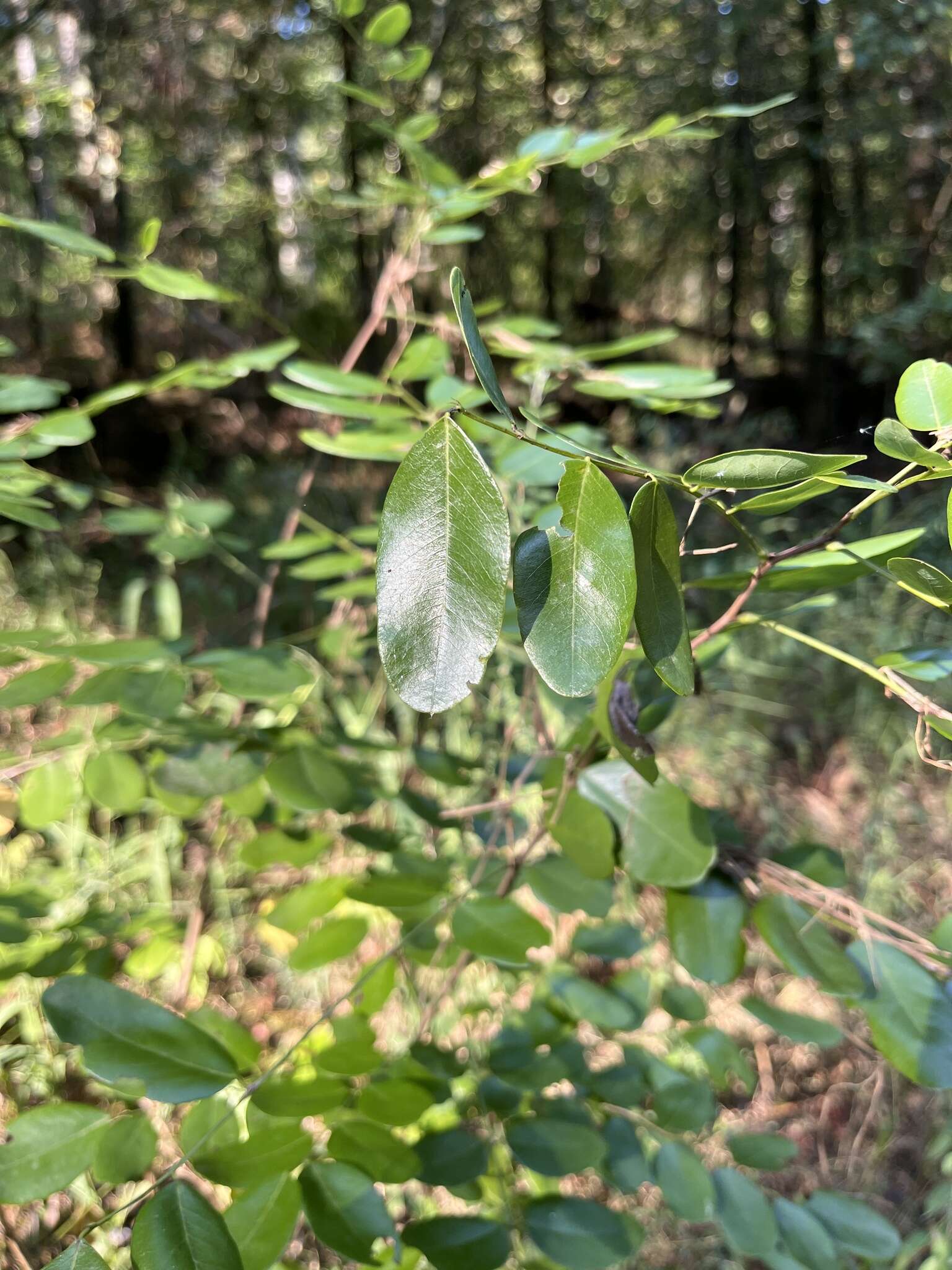 Image of shining false indigo