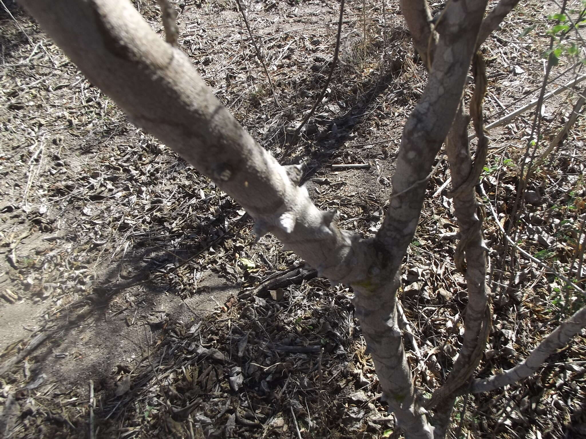 Zanthoxylum arborescens Rose的圖片