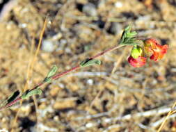 Image of Hermannia flammula Harv.