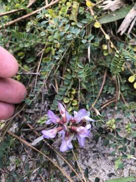 Sivun Astragalus obcordatus Ell. kuva