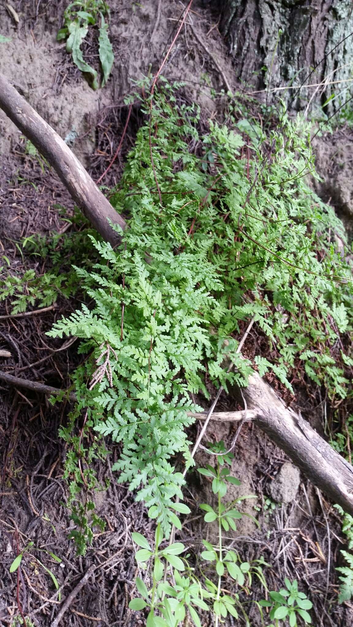 Image of Cheilanthes sieberi subsp. sieberi