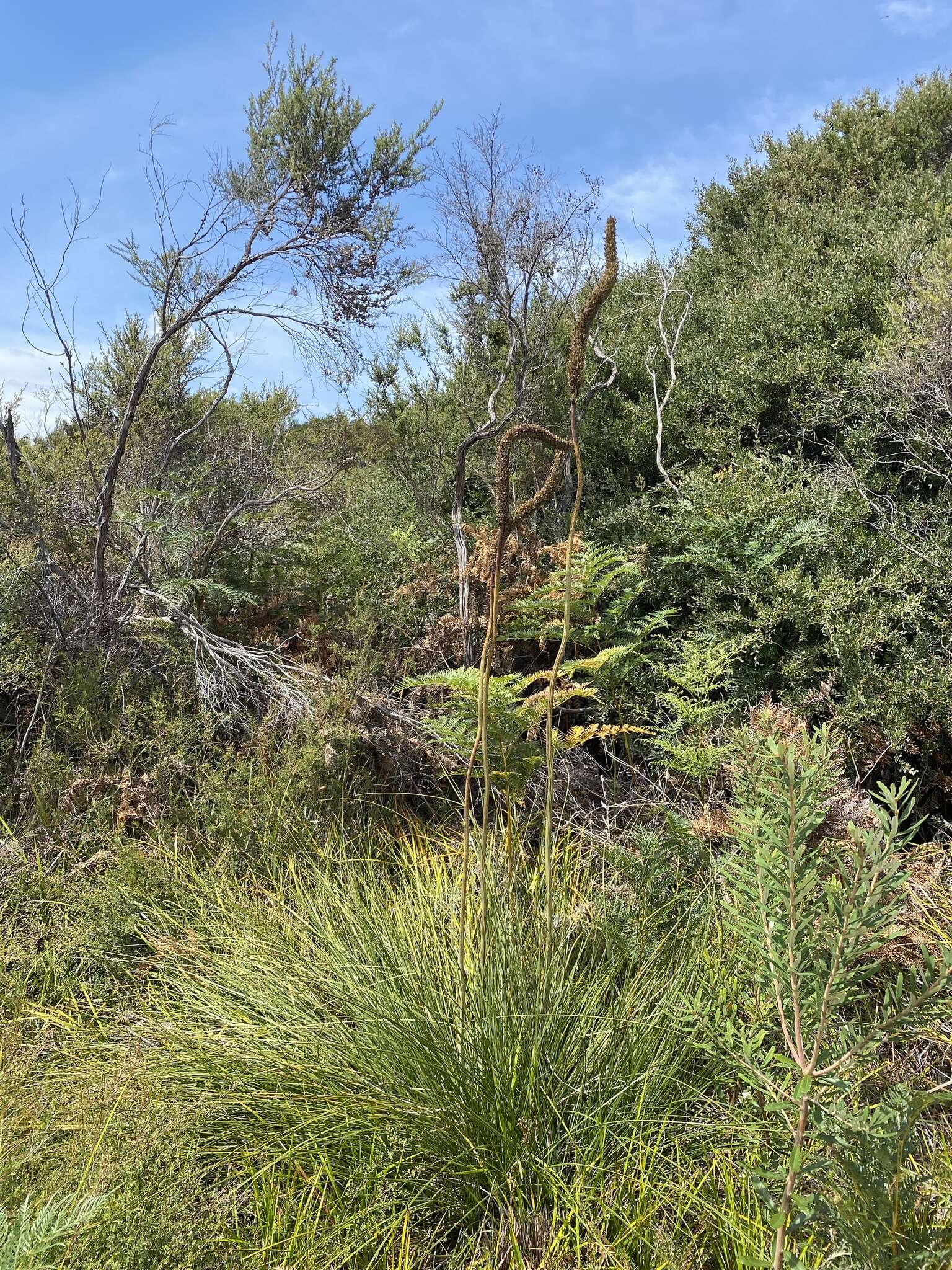 Image of Xanthorrhoea minor R. Br.